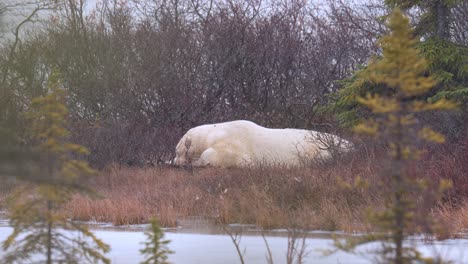 A-polar-bear-waits-for-the-winter-freeze-up-amongst-the-sub-arctic-brush-falling-snow-of-Churchill,-Manitoba