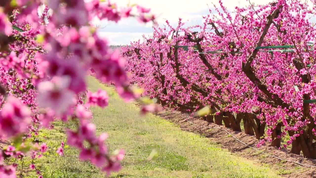 Pink Peach Blossoms in a Fruit Orchard