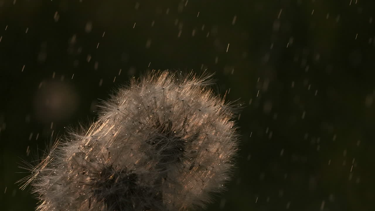 비가 오는 동안 사탕수수