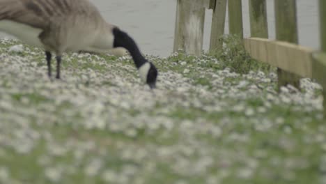 Canadian-goose-pecking-for-food-in-meadow