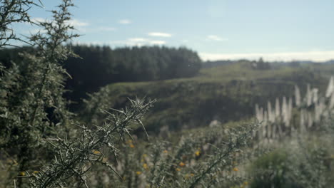 View-of-green-forest-from-hill-top,-shrub-in-foreground