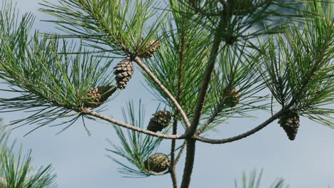 Japanese-Red-Pine-Tree-Branch-With-Leaves-And-Cones-Against-Blue-Sky-In-Tokyo,-Japan---close-up