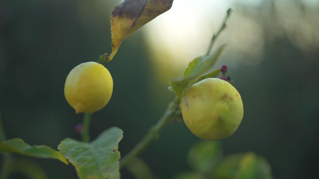 Handheld Close-Up Shot of Two Lemons During Golden Hour Sunrise in New Zealand