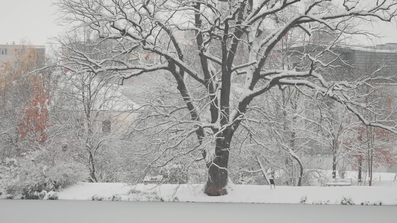 연못의 연안에 있는 은 오크 나무는 눈으로 여 있고, 눈이 내리고 주변을 고 있습니다.