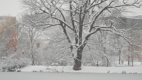 Die-Alte-Eiche-Am-Ufer-Des-Teiches-Ist-Mit-Schnee-Bedeckt,-Der-Fällt-Und-Bedeckt-Die-Umgebung