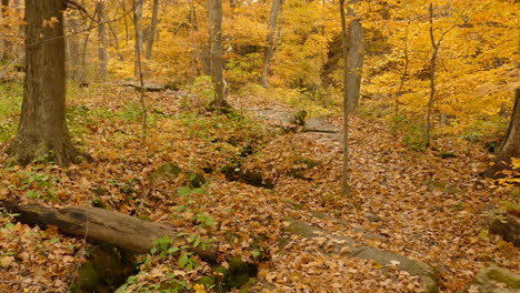 Stunning-yellow-colored-forest,-Autumnal-landscape,-Panning-shot-of-Magical-woodland