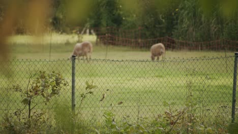 Dos-Ovejas-Están-Pastando-En-El-Jardín