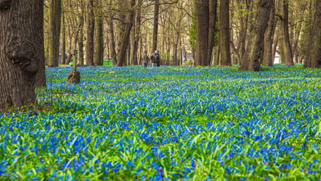 Herbstgipfelblumen-Zeitrafferparadies