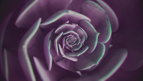 close-up of a purple succulent