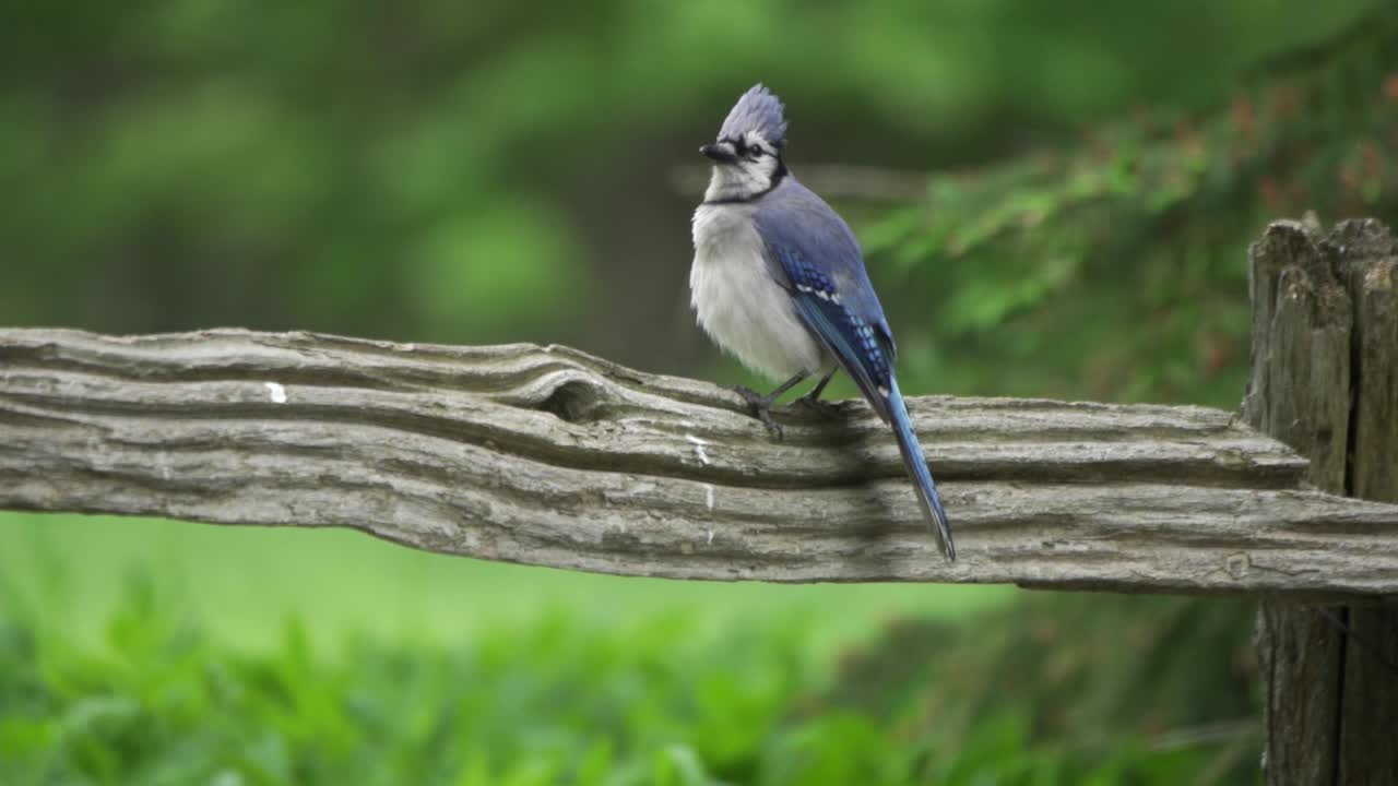 Ritratto di una Ghiandaia Blu del Canada appollaiata su una recinzione, maestoso uccello selvatico con le piume arruffate.