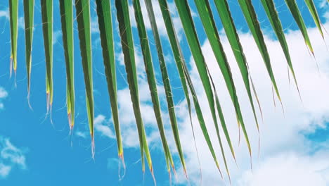 hojas verdes de una palmera y el sol