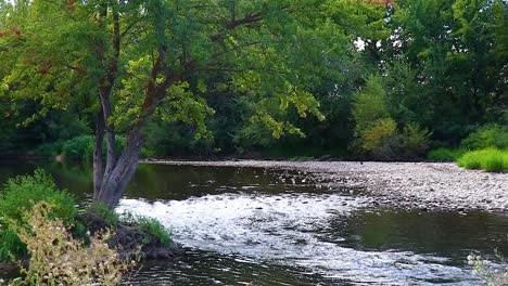 a river flowing through the forest on the boise idaho green belt 20 second slow motion video