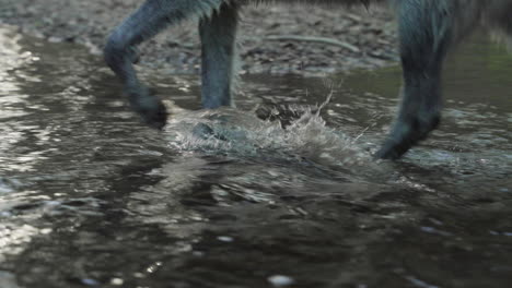 close up of a grey wolf's feet as he splashes through a stream