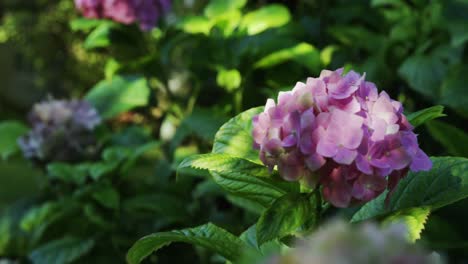 primer plano de una flor en el jardín