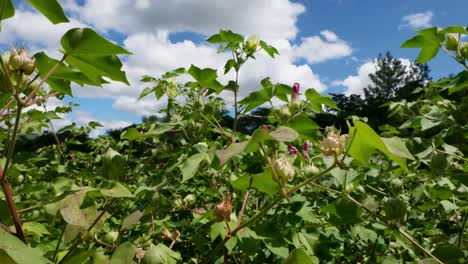 Hochland-Baumwollpflanzen-Mit-Blüten-Und-Blütenknospen-Im-Frühling