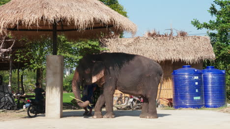 elephant at a rural farm in thailand