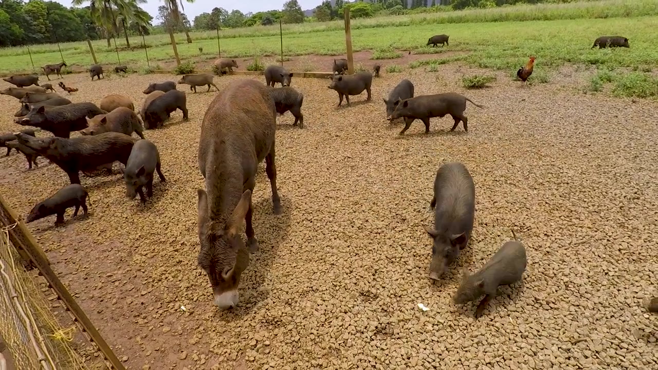 Fattoria Kauai Kailohana Plantation a Kauai, Hawaii. Fattoria didattica con cinghiali, galli, galline, asini. Filmato con Go Pro Hero 5 Black.