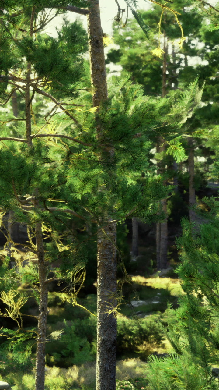 Forest scene with trees taken in daylight showing green foliage and sunlight