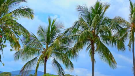 Palmeras-Tropicales-Cerca-De-La-Playa