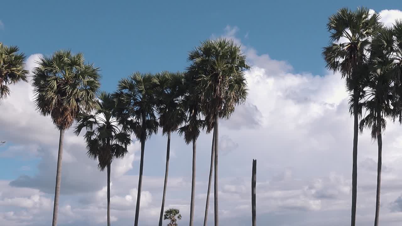 야자수와 구름에서 천천히 축소