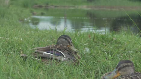 Mallard-duck-in-lush-green-grass-sitting-by-shoreline-preening-it's-feathers