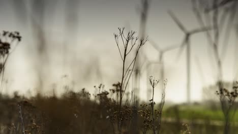 Low-angle-distant-view-of-a-wind-farm-with-white-three-bladed-wind-turbines-in-a-field,-amidst-tall-grass-and-trees-under-an-overcast-sky-at-sunset,-with-an-edge-blur-effect