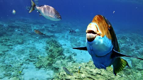 Hermosos-Peces-Loro-Nadan-Sobre-Los-Arrecifes-De-Coral-Con-Una-Escuela-De-Sargentos-De-Cola-De-Tijera-En-El-Fondo