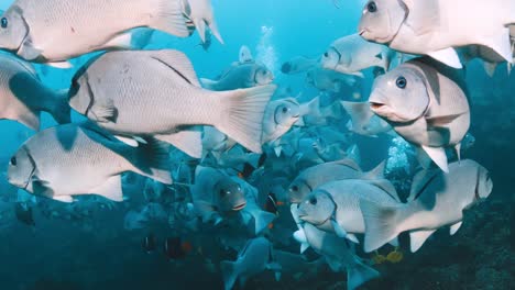 massive school of fish underwater in galapagos islands