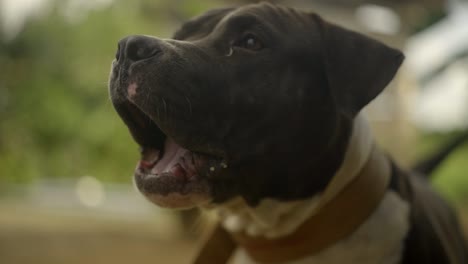 american bully dog barking, closeup slow motion of dog's head