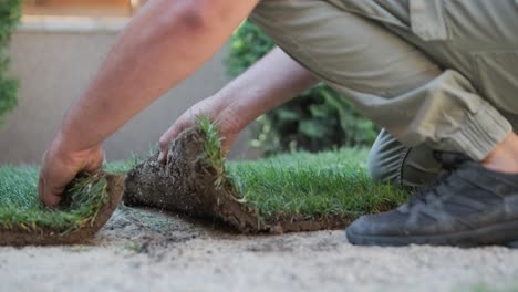 rollo de nuevo césped natural instalado por jardinero profesional. industria de jardinería.