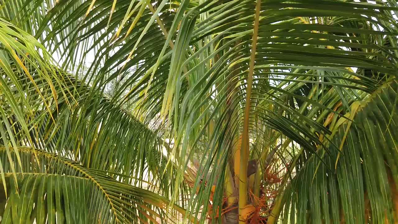 Coconut palm trees (pan right)