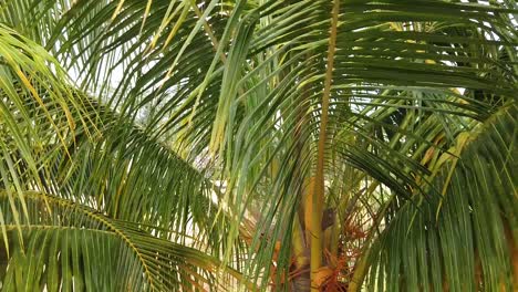 coconut palm trees (pan right)