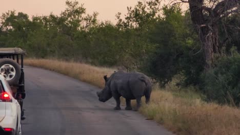 Nashorn-Sprüht-Urin,-Um-Die-Grenze-Des-Territoriums-In-Der-Nähe-Einer-Straße-Im-Krüger-Nationalpark-Zu-Markieren