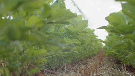 Ssoybeans-fields-in-Brazil