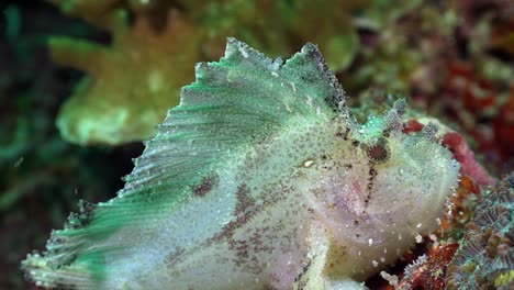 close up of white leaf fish on coral reef