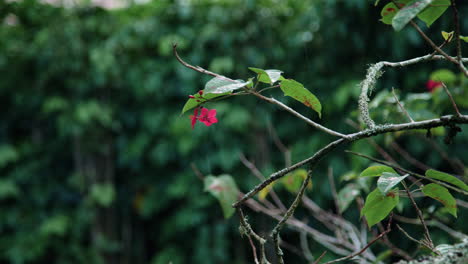 Rain-falling-on-the-leaves-and-pink-flowers-of-a-Jatropha-tree-in-slow-motion