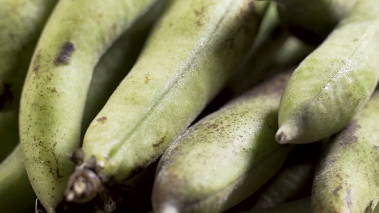 Close-up of Fava Beans