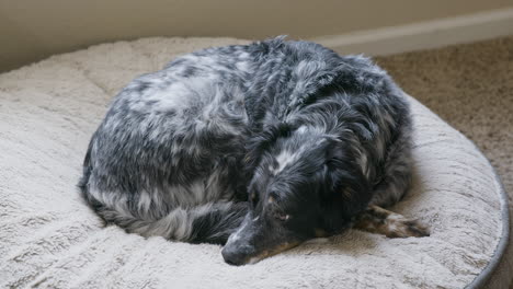 Perro-Acostado-En-La-Cama-Durmiendo