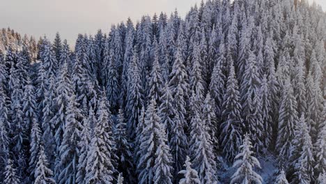 Dichte-Fichte-Am-Waldberg,-Der-Im-Winter-Mit-Dickem-Schnee-Beladen-Ist