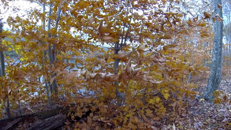 tiro de steadicam se mueve a través de hojas de otoño junto al lago
