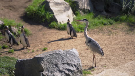 Grey-Heron-Standing-While-Group-of-Cute-Penguins-Run-in-Background-in-Tierpark-Berlin-Animal-Park,-Germany-on-Summer-Day