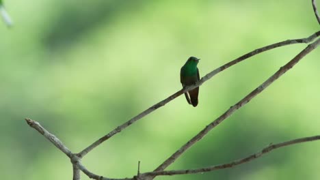 Colibrí-Despega-De-Una-Ramita-En-Cámara-Lenta