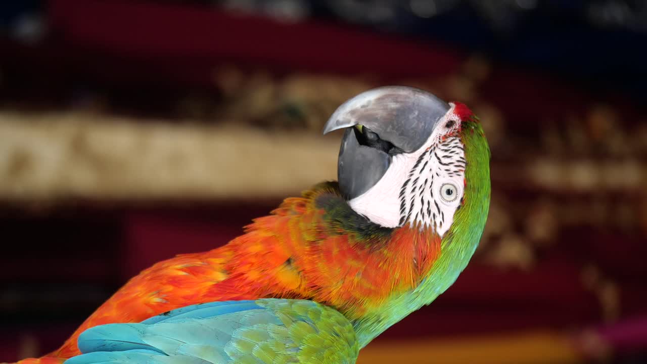 Close-up of a colorful parrot