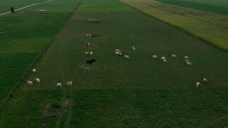 Luftaufnahme-Von-Kühen-Auf-üppig-Grünem-Grasfarmfeld,-Das-Den-Sonnenuntergang-Enthüllt