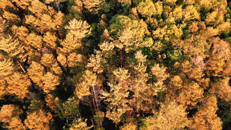 Imágenes-Aéreas-De-Puesta-De-Sol-De-árboles-De-Arriba-Hacia-Abajo-4k