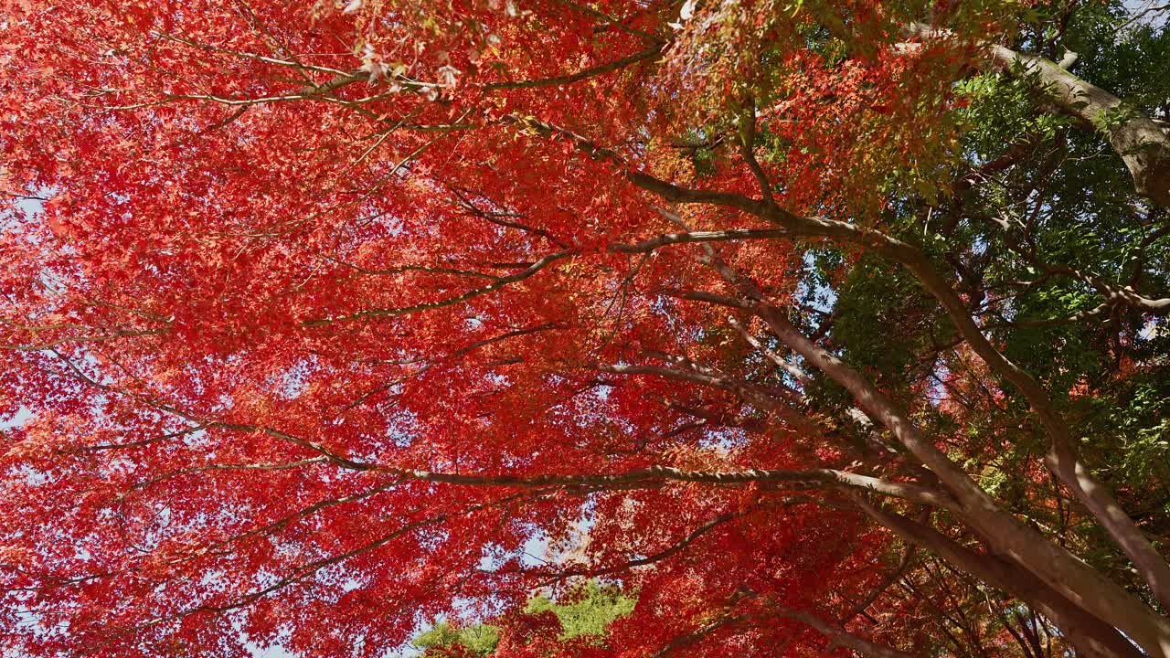 Yksityiskohtainen kuva herkistä japaninvaahteran (momiji) oksista täynnä eloisia punaisia lehtiä, jotka täyttävät kuvan rikkaalla syksyn värillä pehmeää luonnon taustaa vasten
