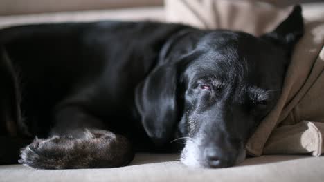 a senior black labrador is seen sleeping on a couch