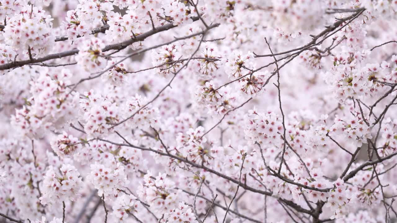 Cherry trees in full bloom
