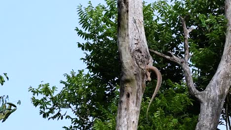 El-Lagarto-Monitor-Nublado-Se-Encuentra-En-Tailandia-Y-Otros-Países-De-Asia