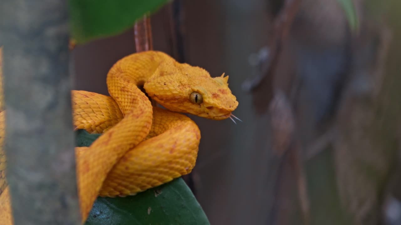 Tucked among the vibrant foliage of the Costa Rican rainforest, the yellow eyelash pit viper—locally known as the bocaracá—rests with quiet intensity